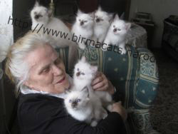www.birmacats.narod.ru